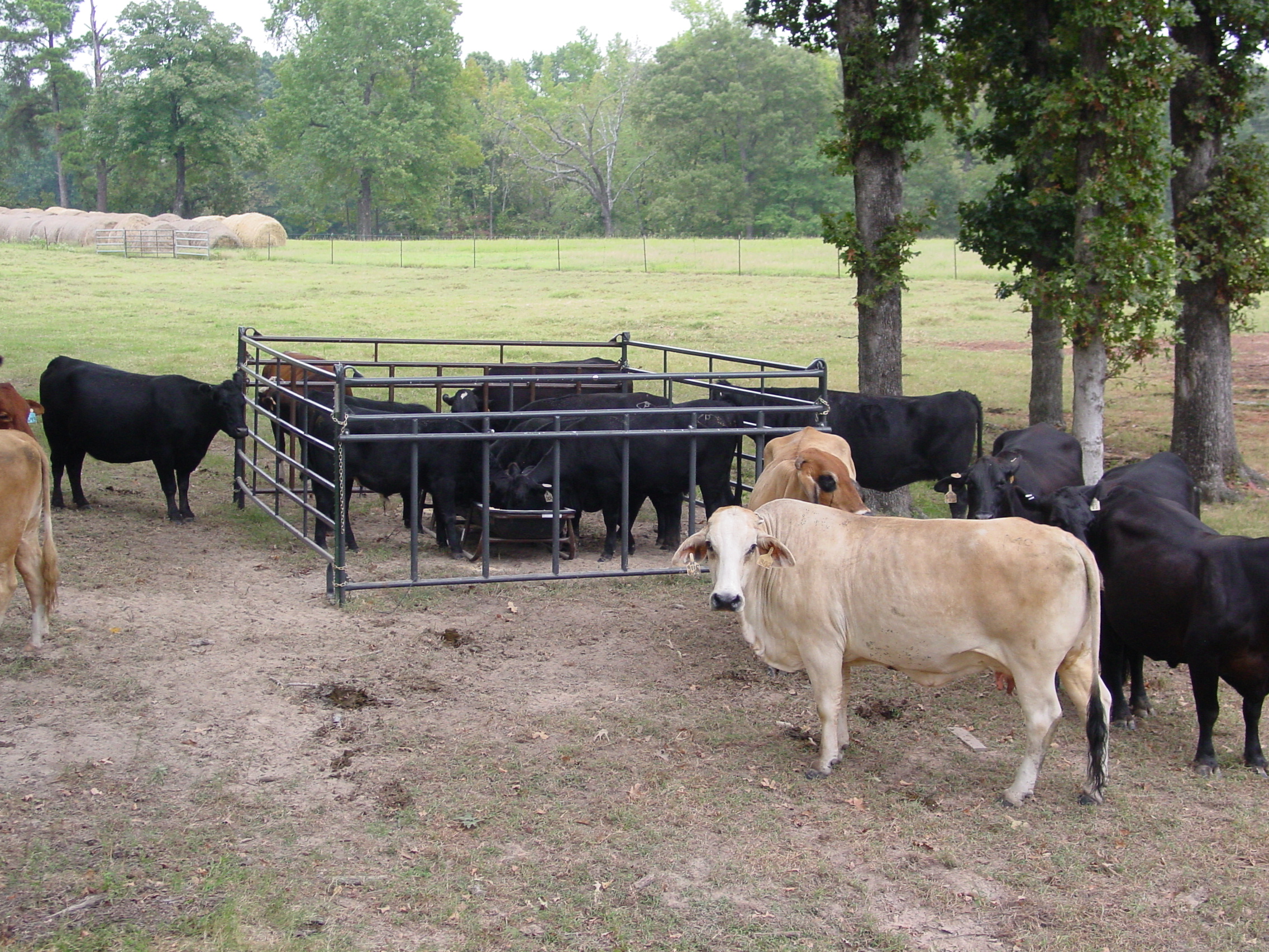 Cattle Feeder PCPP06 04.jpg